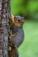 Fox Squirrel on a Tree Looking at Camera photo
