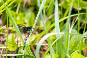 Blue Damselfly on a Blade of Grass photo