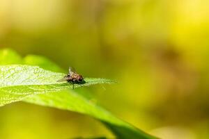Cluster Fly on Leaf Bokeh Background photo