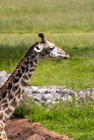 Masai Giraffe in Savanna photo