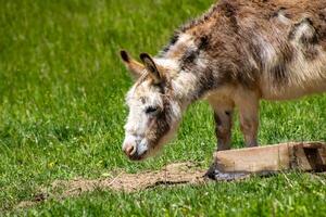 Donkey in a Meadow photo