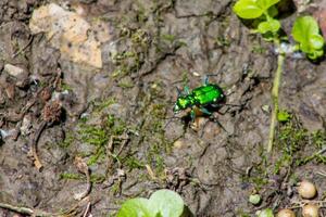 Six-Spotted Tiger Beetle in Mud photo