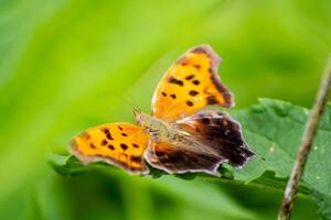 Gray Comma Butterfly Close Up photo