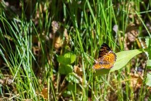 Pearl Crescent Butterfly on Leaf with Wings Spread photo