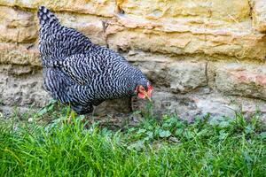 Chicken in Front of Stone Wall photo