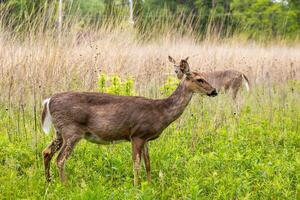 White-Tail Deer in a Field photo