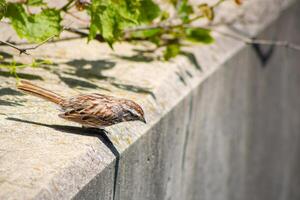 Sparrow Looking Over a Ledge photo