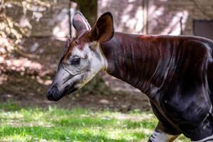 Okapi Walking in Grassy Area photo