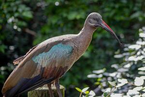 Hadada Ibis in Front of Foliage photo