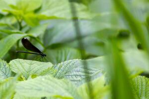 Damselfly Resting on a Leaf photo