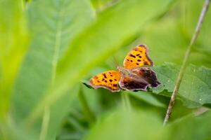 Comma Butterfly Resting in Foliage photo