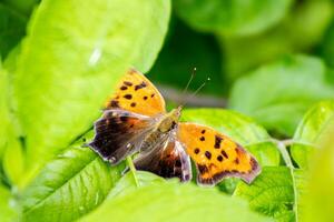 Gray Comma Butterfly Hiding in Foliage photo