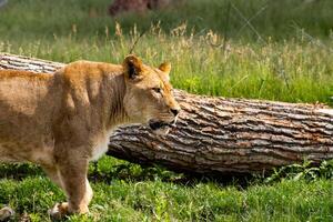 Lioness in Front of Fallen Tree photo