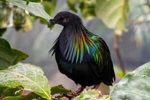 Nicobar Pigeon Perched in Foliage photo