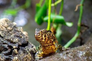 Chinese Crocodile Lizard in Forest Setting photo