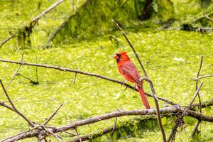 Cardinal On Branch in Swamp photo