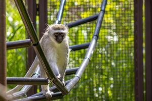 Vervet Monkey on Ladder photo