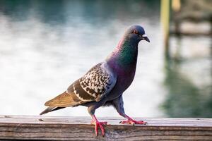Colorful Pigeon in Front of a Pond photo