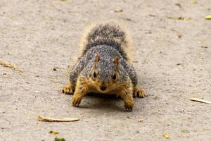 Fox Squirrel Running Towards Camera photo