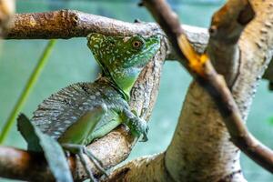 Plumed Basilisk on a Tree Branch photo