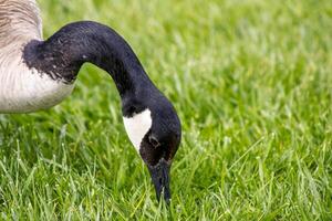 Canadian Goose Grazing on Grass photo