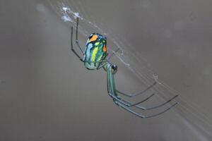 Mabel's orchard orb weaver on web photo