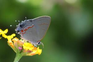 Red-banded hairstreak butterfly on yellow lantana flower photo