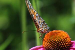 gulf fritillary butterfly on coneflower photo