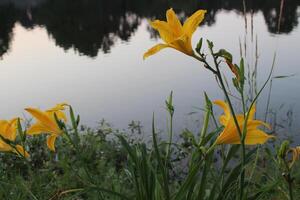 lilies by the lake photo