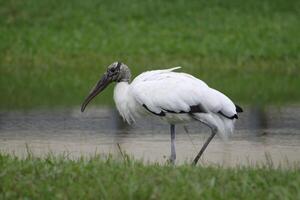 wood stork wading in pond photo