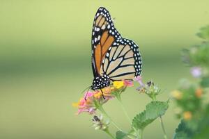 Monarch butterfly on lantana flower photo
