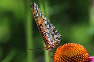 gulf fritillary butterfly on coneflower photo