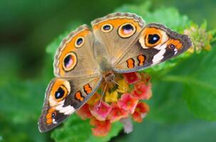 common buckeye butterfly on lantana photo