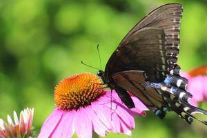 black swallowtail butterfly on coneflower photo