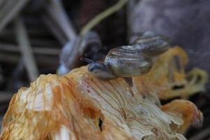 closeup of small brown snail photo