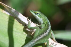 closeup of green anole lizard photo