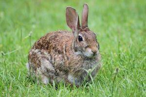 brown rabbit sitting in grass photo
