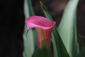 closeup of calla lily flower photo