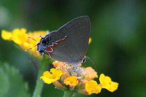 Red-banded hairstreak butterfly on yellow lantana flower photo