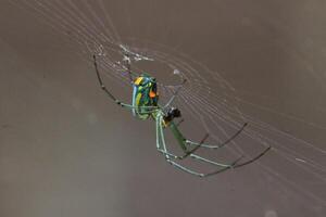 Mabel's orchard orb weaver with prey photo