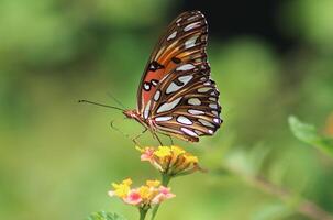 gulf fritillary butterfly on lantana photo
