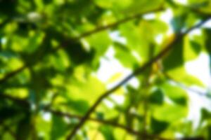 Blurred green nature background for design work photo