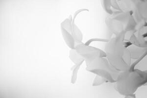 White orchid flower in blurred style for background, spa, wedding and cosmetics concept, empty space. photo