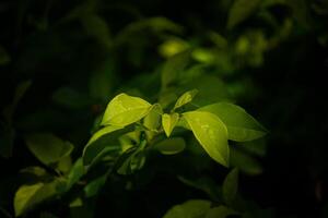 Close-up of light green leaves with dark background. Free space photo