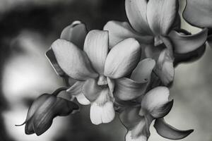 Black and white orchids for various designs photo