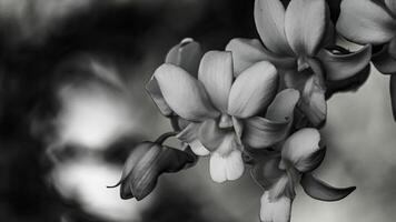 Black and white orchids for various designs photo