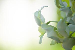 White orchid flower in blurred style for background, spa, wedding and cosmetics concept, empty space. photo