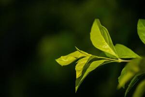 Close-up of light green leaves with dark background. Free space photo