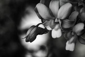 Black and white orchids for various designs photo