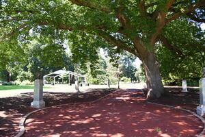 Ballarat Victoria Australia. 9 January 2024 One of Australia most significant cool climate gardens the feature a remarkable collection of mature trees at the Ballarat Botanical Gardens. photo